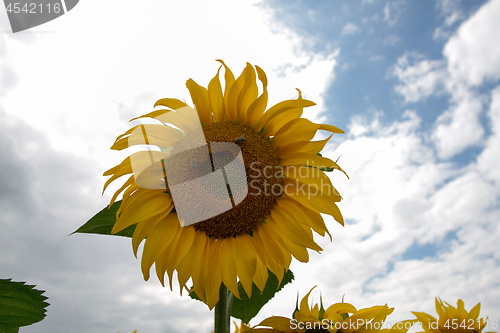 Image of Sunflower On A Meadow With Overcast Sky