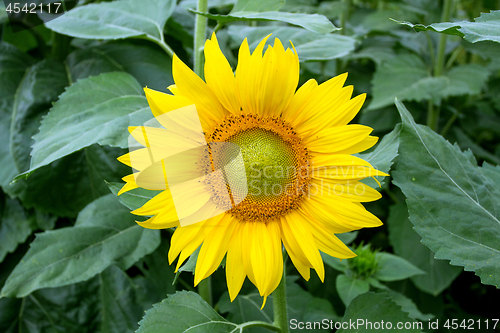Image of Sunflower On A Meadow With Overcast Sky