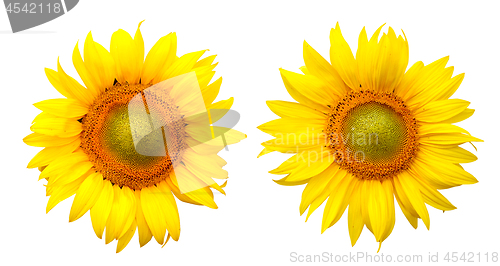 Image of Sunflower isolated on the white background