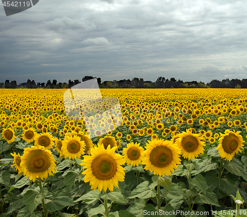 Image of Sunflower On A Meadow With Overcast Sky