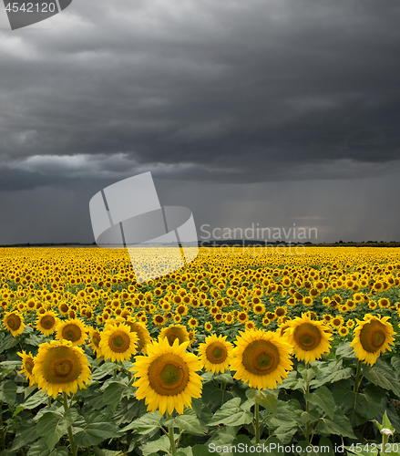 Image of Sunflower On A Meadow With Overcast Sky