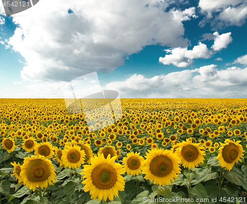 Image of Sunflower On A Meadow With Overcast Sky