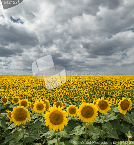 Image of Sunflower On A Meadow With Overcast Sky