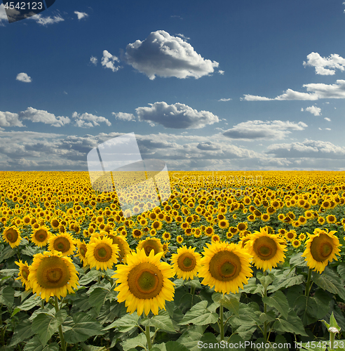 Image of Sunflower On A Meadow With Overcast Sky