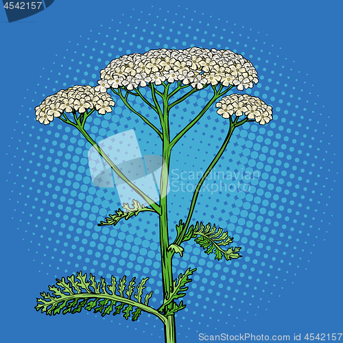 Image of yarrow milfoil flower medicinal plant. Achillea millefolium