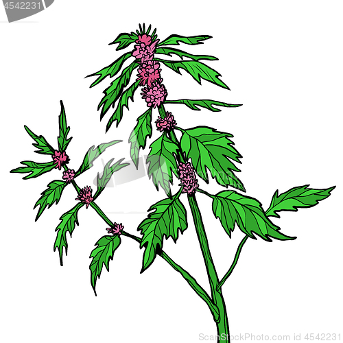 Image of motherwort medicinal plant