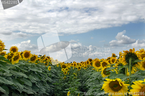 Image of Sunflower On A Meadow With Overcast Sky