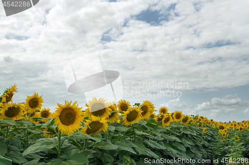 Image of Sunflower On A Meadow With Overcast Sky