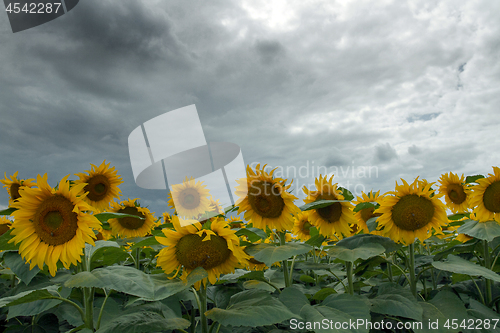 Image of Sunflower On A Meadow With Overcast Sky