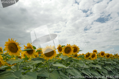 Image of Sunflower On A Meadow With Overcast Sky