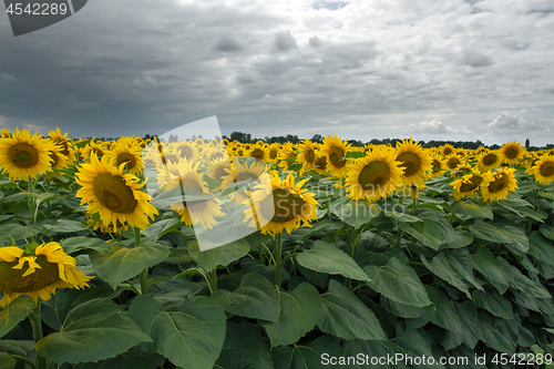 Image of Sunflower On A Meadow With Overcast Sky