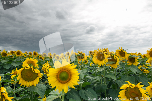 Image of Sunflower On A Meadow With Overcast Sky