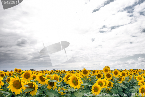 Image of Sunflower On A Meadow With Overcast Sky