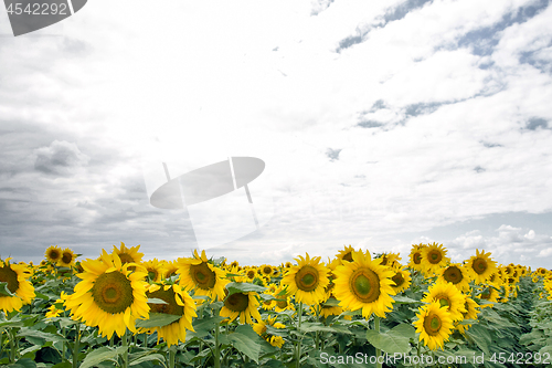 Image of Sunflower On A Meadow With Overcast Sky