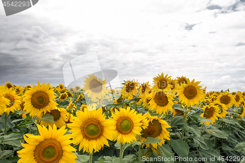 Image of Sunflower On A Meadow With Overcast Sky