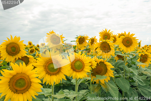 Image of Sunflower On A Meadow With Overcast Sky