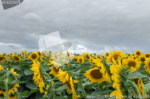 Image of Sunflower On A Meadow With Overcast Sky