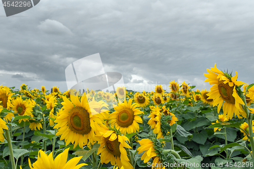 Image of Sunflower On A Meadow With Overcast Sky