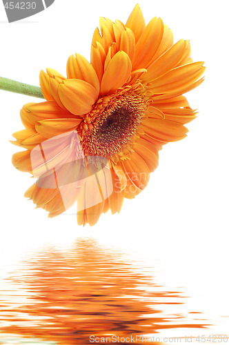 Image of Flower Gerbera