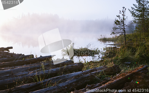 Image of Morning Fog On A Swampy Forest Lake