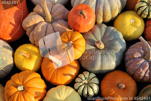 Image of Squash and pumpkins.