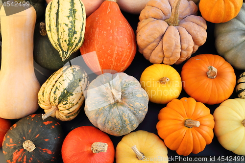 Image of Squash and pumpkins.