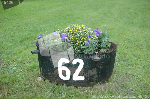 Image of Flower in a pot
