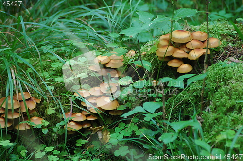 Image of Mushroom