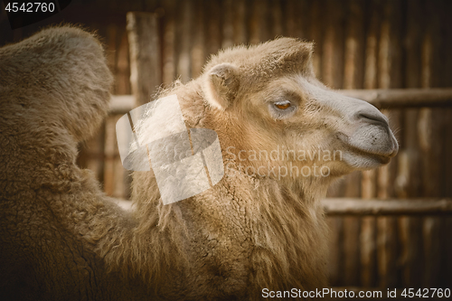 Image of Portrait of Camel