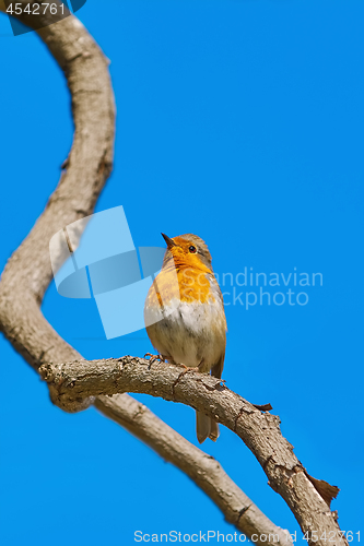 Image of Robin on Branch