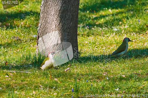Image of Green Woodpeckers in Grass