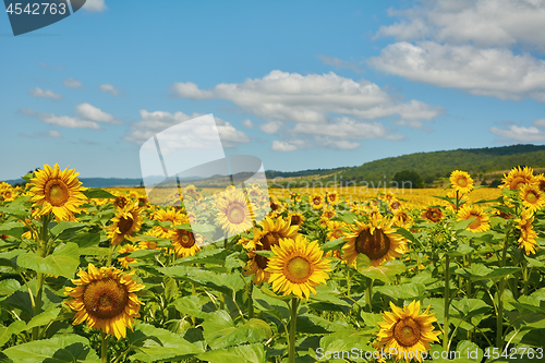 Image of Field of Sunflowers