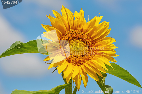 Image of Blooming Sunflower