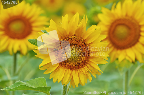 Image of Blooming Sunflower