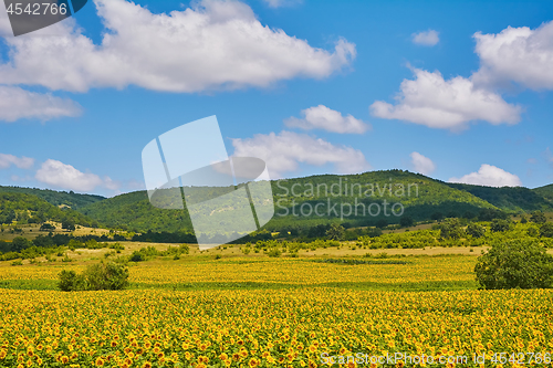 Image of Field of Sunflowers