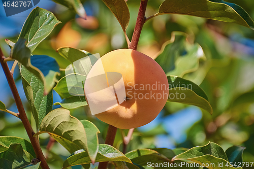 Image of Persimmon on Tree