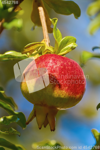 Image of Fruit of Punica Granatum