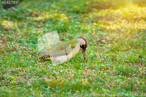 Image of Green Woodpecker on the Ground