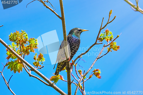 Image of Common Starling (Sturnus Vulgaris)