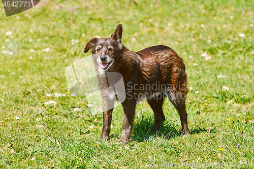 Image of Mongrel Dog on the Lawn 