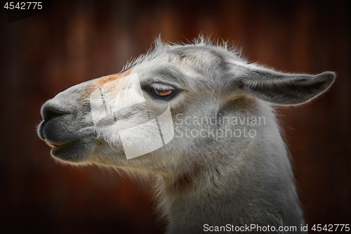 Image of Portrait of Llama