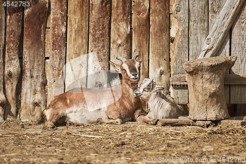 Image of She-goat with Kid
