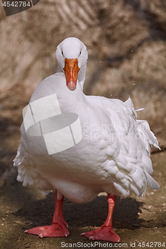 Image of Portrait of Goose