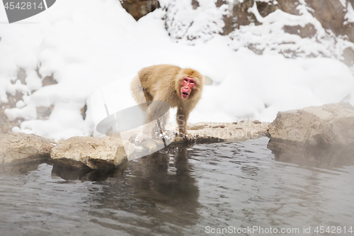 Image of japanese macaque or snow monkey in hot spring