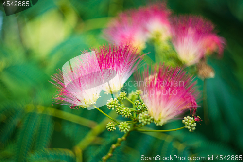 Image of Albizia julibrissin pink flower