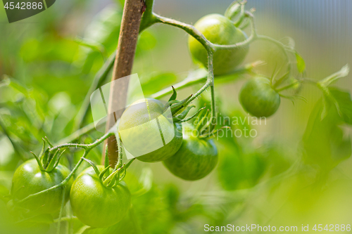 Image of Green unripe tomatoes