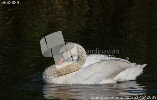 Image of Mute swan (Cygnus olor) resting