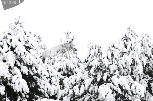 Image of Winter branches