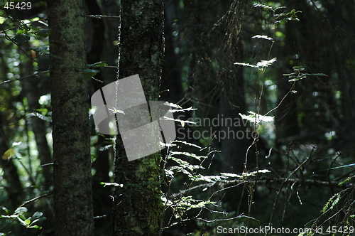 Image of Forest