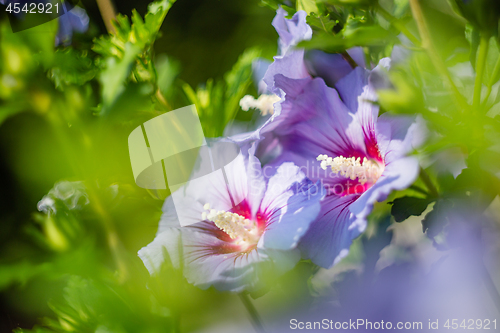 Image of Violet and purple hibiscus flower